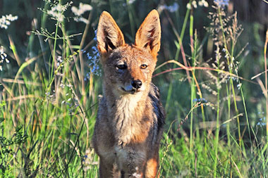 Black-backed Jackal Nambiti Safari Holiday Game Lodge Nambiti Private Game Reserve KwaZulu-Natal South Africa