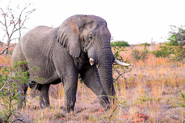 Elephant Bfe Nambiti Big Five Wildlife Nambiti Private Game Reserve KwaZulu-Natal South Africa