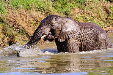 Elephant River Nambiti Big Five Wildlife Nambiti Private Game Reserve KwaZulu-Natal South Africa