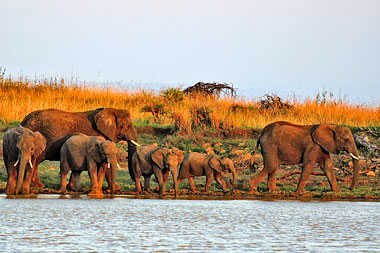 Elephants Waterhole Nambiti Big Five Wildlife Nambiti Private Game Reserve KwaZulu-Natal South Africa