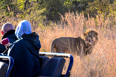 Male Lion Nambiti Big Five Wildlife Nambiti Private Game Reserve KwaZulu-Natal South Africa