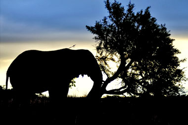 Elephant Nambiti Big Five Wildlife Nambiti Private Game Reserve KwaZulu-Natal South Africa
