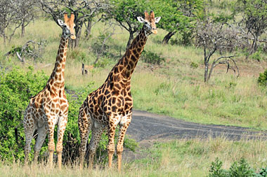 Giraffe Nambiti African Safari Packages Holidays Tours Game Lodge Nambiti Private Game Reserve KwaZulu-Natal South Africa