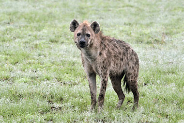 Spotted Hyena Nambiti Safari Holiday Game Lodge Nambiti Private Game Reserve KwaZulu-Natal South Africa