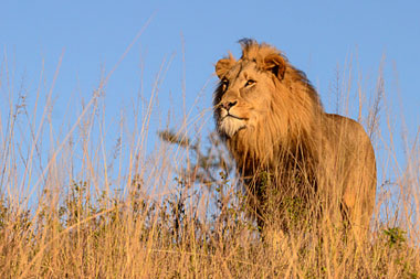 Lion sighting Nambiti Big Five Wildlife Nambiti Private Game Reserve KwaZulu-Natal