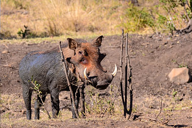 Warthog Nambiti Big Five Wildlife Nambiti Private Game Reserve KwaZulu-Natal South Africa