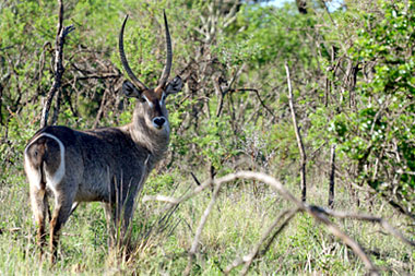 Nambiti Big Five Wildlife Nambiti Private Game Reserve KwaZulu-Natal South Africa