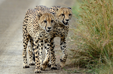 Cheetha Sighting Game Drives Nambiti Private Game Reserve KwaZulu-Natal South Africa