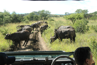 Buffalo Herd Nambiti Private Game Reserve KwaZulu-Natal South Africa