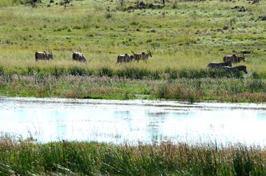 View of Wildlife Water-hole Nambiti Private Game Reserve KwaZulu-Natal South Africa