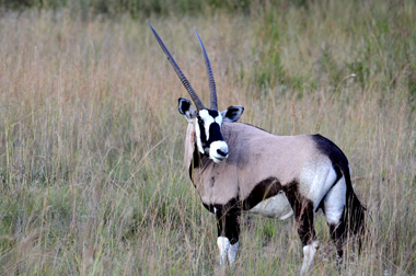 Cape Oryx Nambiti Private Game Reserve KwaZulu-Natal South Africa
