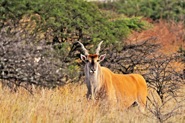 Eland Nambiti Private Game Reserve KwaZulu-Natal South Africa