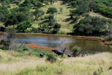 View Wildlife Water-hole Nambiti Private Game Reserve KwaZulu-Natal South Africa