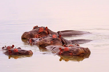 Hippo pod Nambiti Big Five Wildlife Nambiti Private Game Reserve KwaZulu-Natal South Africa