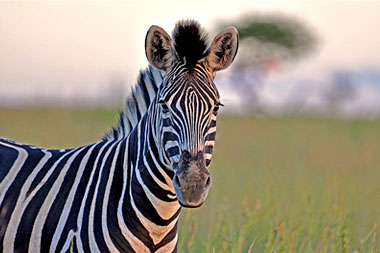 Zebra Nambiti Safari Holiday Game Lodge Nambiti Private Game Reserve KwaZulu-Natal South Africa
