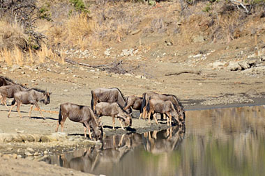 Nambiti Big Five Wildlife Nambiti Private Game Reserve KwaZulu-Natal South Africa