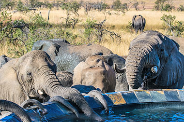 Elephant heard Nambiti Big Five Wildlife Nambiti Private Game Reserve KwaZulu-Natal South Africa
