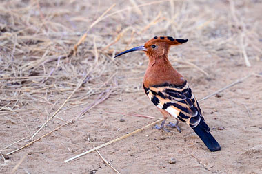 African Hoopoe Nambiti Big Five Wildlife Nambiti Private Game Reserve KwaZulu-Natal South Africa