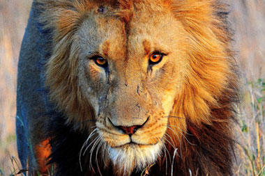 Male Lion Nambiti Big Five Wildlife Nambiti Private Game Reserve KwaZulu-Natal South Africa