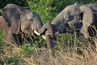 Elephants Nambiti Big Five Wildlife Nambiti Private Game Reserve KwaZulu-Natal South Africa