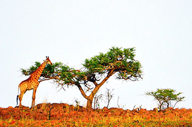 Giraffe Nambiti Safari Holiday Game Lodge Nambiti Private Game Reserve KwaZulu-Natal South Africa
