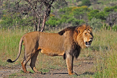Lion Nambiti Big Five Wildlife Nambiti Private Game Reserve KwaZulu-Natal South Africa