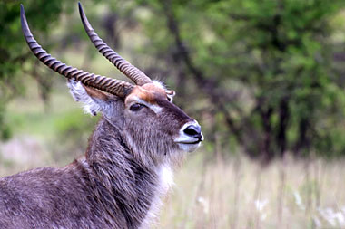 Waterbuck Nambiti Private Game Reserve KwaZulu-Natal South Africa