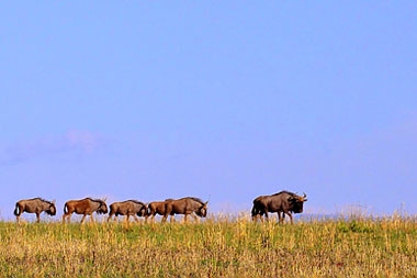 Wildebeest Nambiti Safari Holiday Game Lodge Nambiti Private Game Reserve KwaZulu-Natal South Africa
