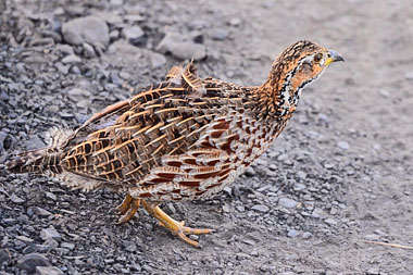 Shelleys Francolin Nambiti Private Game Reserve KwaZulu-Natal South Africa