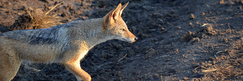 Black-backed Jackal, Nambiti Private Game Reserve