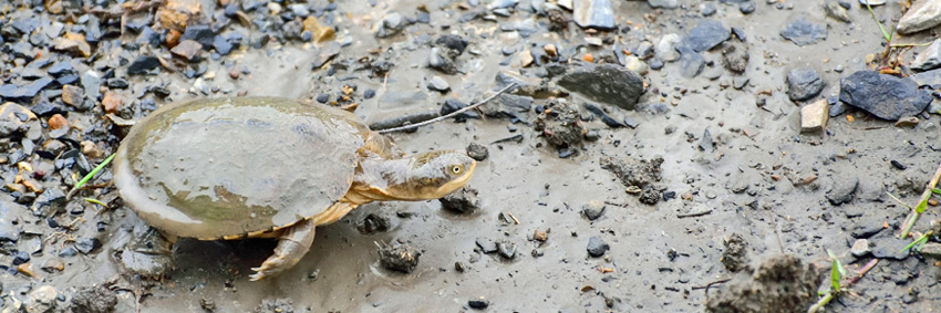 Marsh Terrapin, Nambiti Private Game Reserve