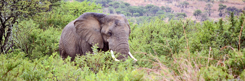 Elephant, Big Five Nambiti Private Game Reserve