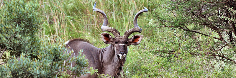 Kudu, Nambiti Private Game Reserve