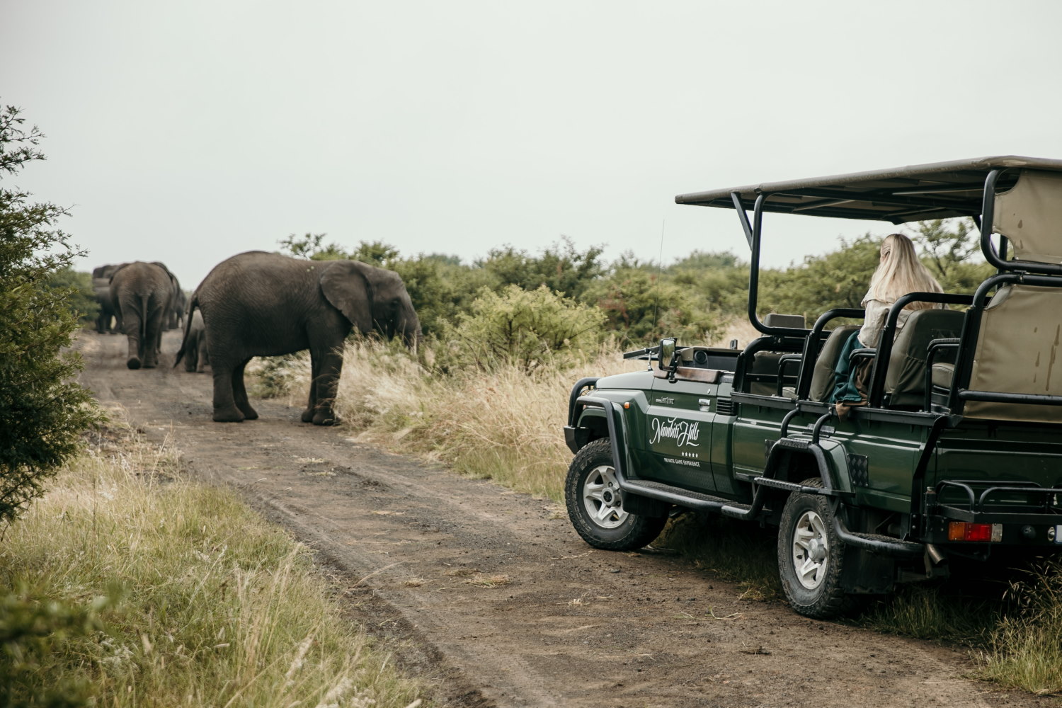 Elephant Sighting Game Drives Big Five Nambiti Hills Lodge Nambiti Private Game Reserve