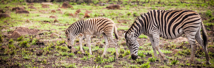 Zebra Sightings Safari Game Drives Nambiti Hills Private Game Lodge Big 5 Nambiti Private Game Reserve