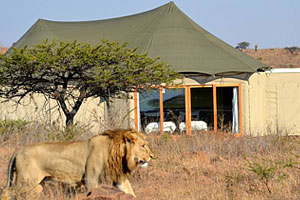 Ndaka Safari Lodge, a Tented Safari Lodge in Nambiti Private Game Reserve Ndaka Safari Lodge Nambiti Private Game Reserve African Safari Accommodation Bookings