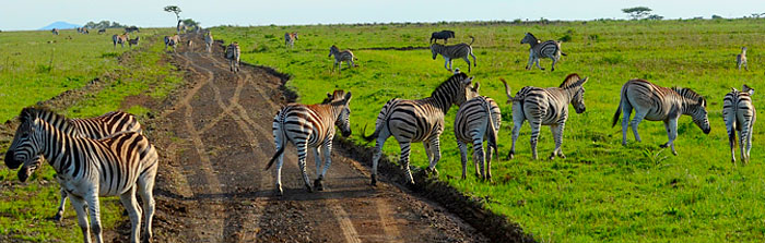 Cheetah Ridge Lodge Dazzle Zebra Game Drive Nambiti Private Game Reserve